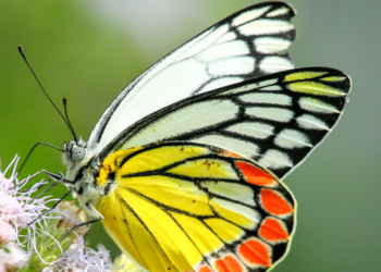 ΕΕ: Στόχος η αντιστροφή της μείωσης των επικονιαστών έως το 2030