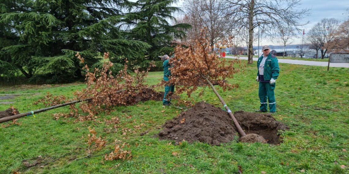euPOLIS – Βελιγράδι: Δημιουργία μικροκλιματικού πάρκου με βαλτοβελανιδιές στην αποβάθρα Zemun