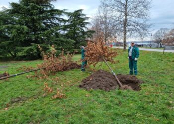 euPOLIS – Βελιγράδι: Δημιουργία μικροκλιματικού πάρκου με βαλτοβελανιδιές στην αποβάθρα Zemun