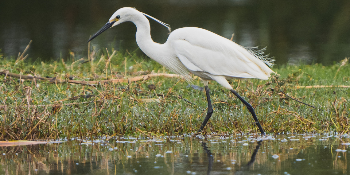 Τέλος στο κυνήγι με μολύβδινα σκάγια στους Ευρωπαϊκούς υγρότοπους