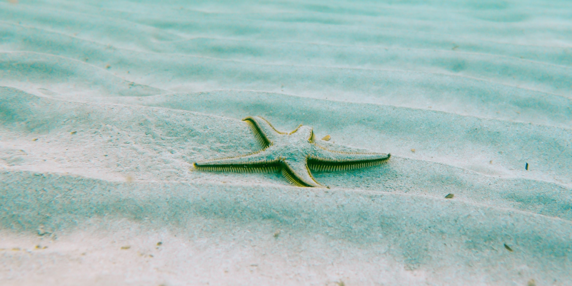 Η ΕΕ πρωταγωνιστής στην παγκόσμια συμφωνία για την βιοποικιλότητα στους ωκεανούς