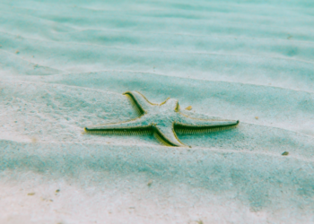 Η ΕΕ πρωταγωνιστής στην παγκόσμια συμφωνία για την βιοποικιλότητα στους ωκεανούς