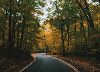 Νέοι κανόνες της ΕΕ για τη δασοκομία… Tα δάση ως δεξαμενές αποθήκευσης άνθρακα