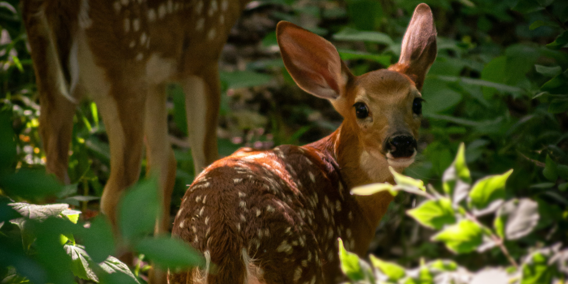 ΕΕ: 116 εκατ. σε στρατηγικά έργα για τη φύση και το περιβάλλον
