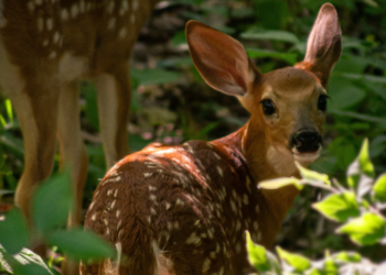 ΕΕ: 116 εκατ. σε στρατηγικά έργα για τη φύση και το περιβάλλον