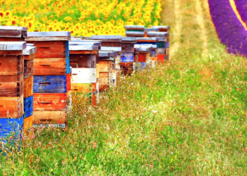 Σημαντικό μέρος του μελιού που εισάγεται στην ΕΕ είναι ύποπτο για πιθανή νόθευση