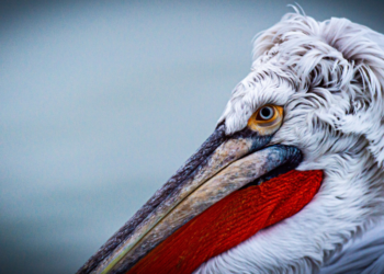 Ορνιθολογική Εταιρεία – Δ. Ελλάδα: Δράσεις σήμανσης Αργυροπελεκάνων με την υποστήριξη του προγράμματος “life”