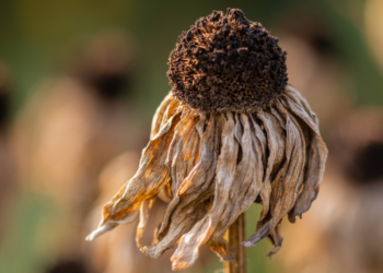 Αντιμέτωπες με πρωτοφανή ξηρασία και υψηλές θερμοκρασίες οι χώρες της Δ. Μεσογείου