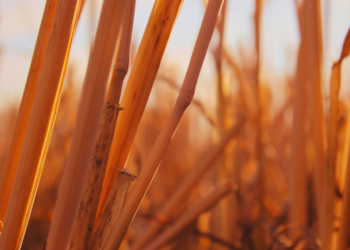 Το Ευρωκοινοβούλιο κρούει τον κώδωνα του κινδύνου για λειψυδρία στην Ευρώπη