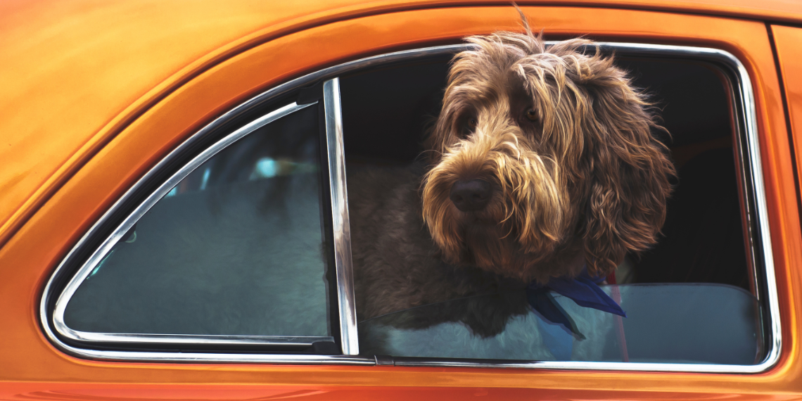 Διακοπές με κατοικίδια ζώα στην ΕΕ… Ένας χρήσιμος οδηγός για το ταξίδι σας