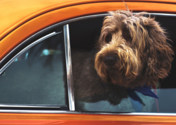 Διακοπές με κατοικίδια ζώα στην ΕΕ… Ένας χρήσιμος οδηγός για το ταξίδι σας