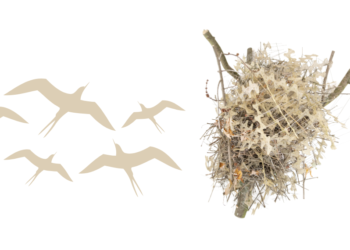 Κάποια πουλιά έχουν πάει την έννοια της “κυκλικής οικονομίας” σε άλλο επίπεδο!