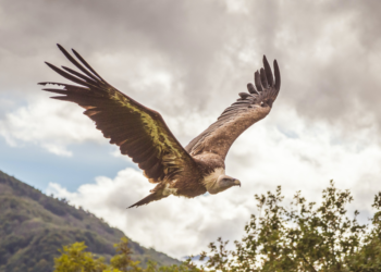 Ελληνική Ορνιθολογική Εταιρεία: Ασύλληπτη η οικολογική καταστροφή στη Δαδιά