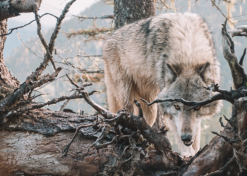H EE διαμορφώνει ένα νέο πλαίσιο προστασίας για τον λύκο στις περιφέρειες της
