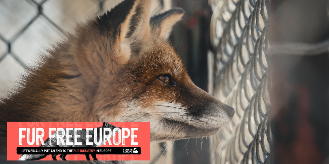 «Fur Free Europe»: 1.5 εκατ. πολίτες της ΕΕ ζήτησαν την απαγόρευση των εκτροφείων γουναρικών