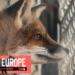 «Fur Free Europe»: 1.5 εκατ. πολίτες της ΕΕ ζήτησαν την απαγόρευση των εκτροφείων γουναρικών
