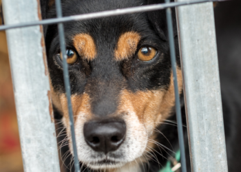 Η ΕΕ θέτει ενιαίους κανόνες για την εκτροφή -στέγαση- και φροντίδα των κατοικίδιων