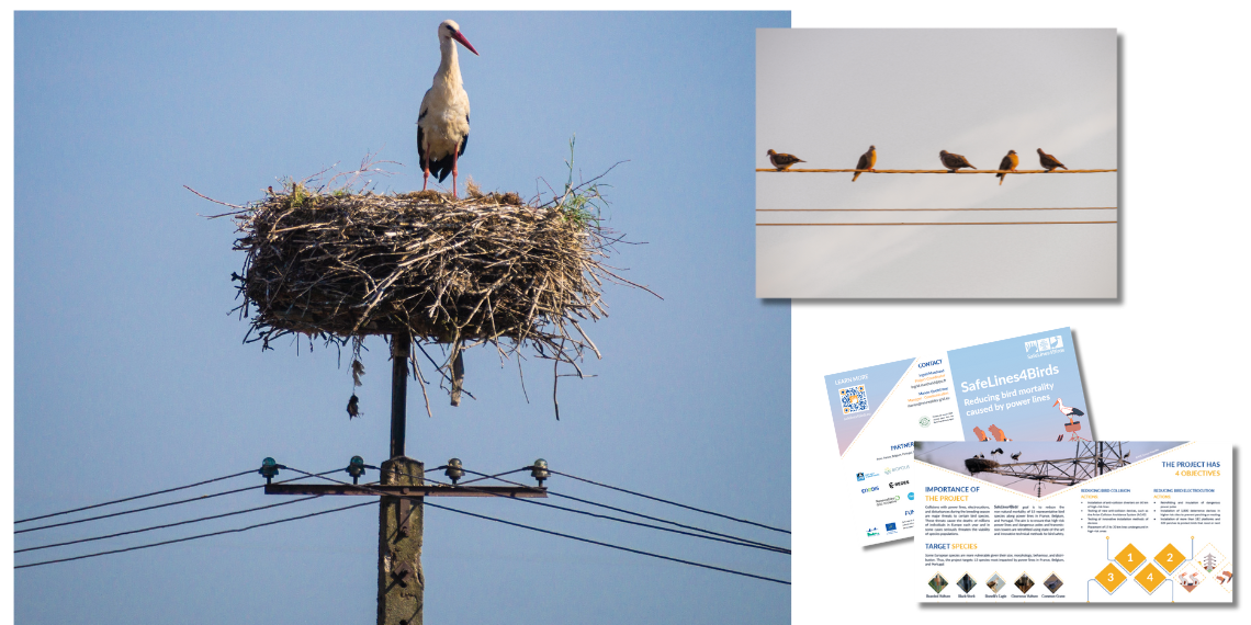 LIFE Programme – SafeLines4Birds: Δράσεις για την προστασία των πτηνών από τα ηλεκτροφόρα καλώδια