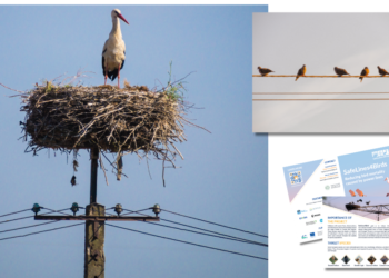 LIFE Programme – SafeLines4Birds: Δράσεις για την προστασία των πτηνών από τα ηλεκτροφόρα καλώδια