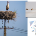 LIFE Programme – SafeLines4Birds: Δράσεις για την προστασία των πτηνών από τα ηλεκτροφόρα καλώδια