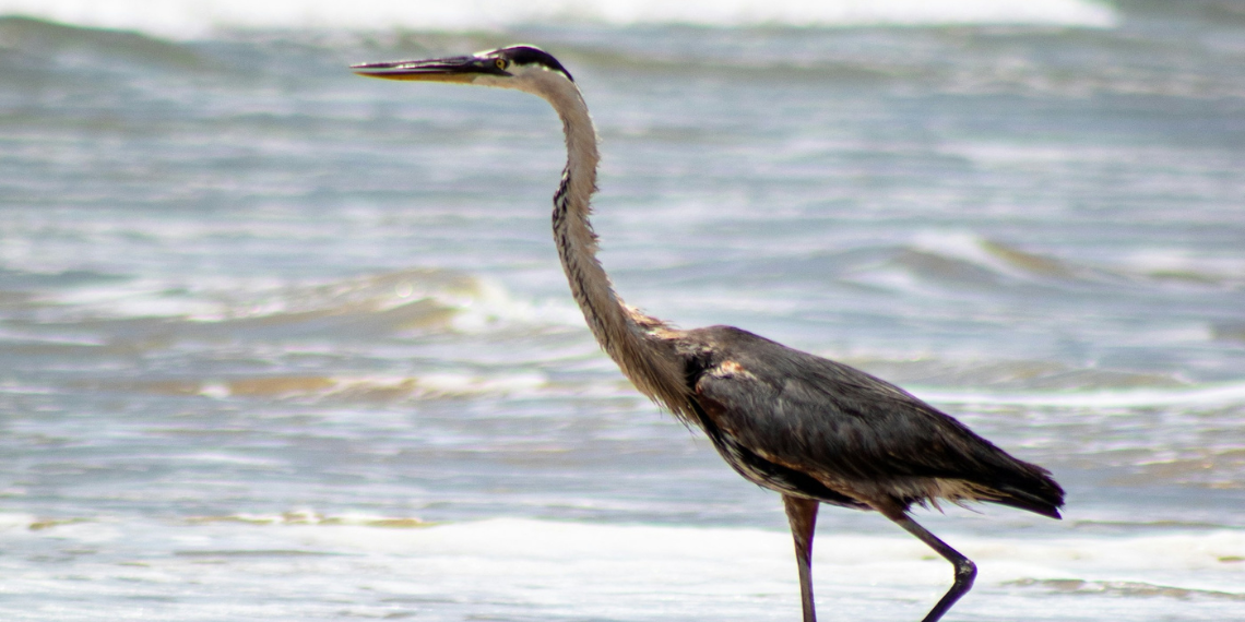 Μέτρα αποκατάστασης για το 20% των χερσαίων και θαλάσσιων περιοχών της ΕΕ