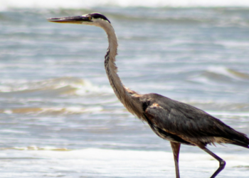 Μέτρα αποκατάστασης για το 20% των χερσαίων και θαλάσσιων περιοχών της ΕΕ