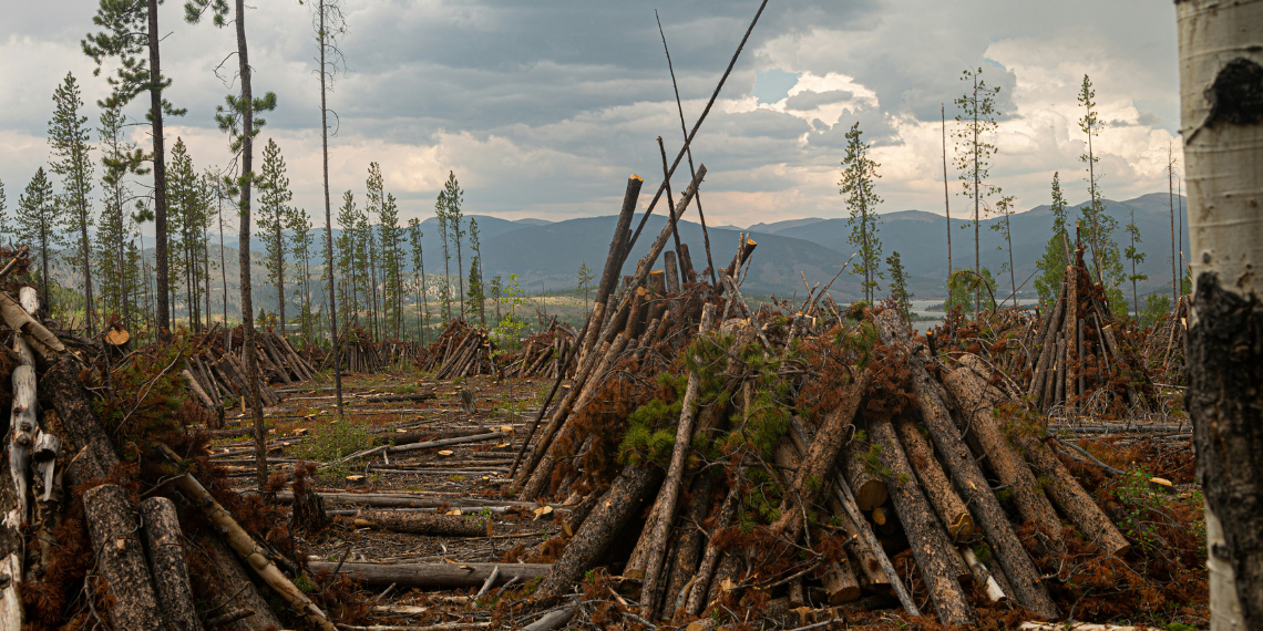 ΕΚ: Έως 10 έτη φυλάκιση για περιβαλλοντικά εγκλήματα -Λαθρεμπόριο ξυλείας ή εξάντληση υδάτινων πόρων-