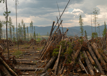 ΕΚ: Έως 10 έτη φυλάκιση για περιβαλλοντικά εγκλήματα -Λαθρεμπόριο ξυλείας ή εξάντληση υδάτινων πόρων-