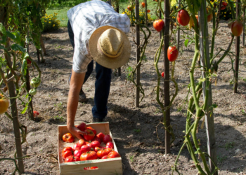 ΕΕ: Ερωτηματολόγιο για τους αγρότες και την απλούστευση της Κοινής Γεωργικής Πολιτικής