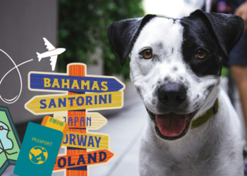 Θέλετε να φύγετε για διακοπές αλλά… δεν θέλετε να αφήσετε πίσω το σκύλο ή τη γάτα σας;