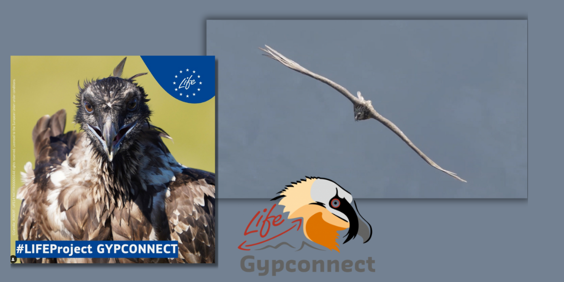 Σημαντική αποκατάσταση στον πληθυσμό του γενειοφόρου γύπα μέσω του Ευρωπαϊκού προγράμματος life