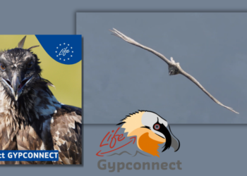 Σημαντική αποκατάσταση στον πληθυσμό του γενειοφόρου γύπα μέσω του Ευρωπαϊκού προγράμματος life