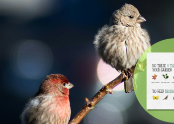 Τι ξέρεις για τη στρατηγική της ΕΕ για τη βιοποικιλότητα;