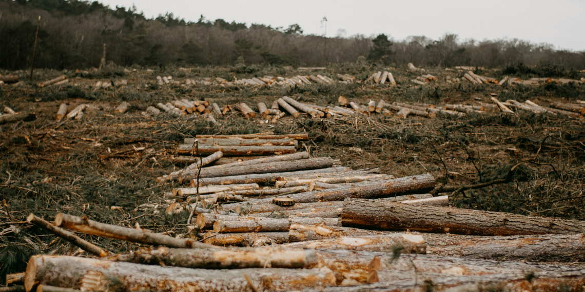 ΕΕ: Από το 2026 δεν θα πωλούνται προϊόντα που προέρχονται από αποψιλωμένες εκτάσεις