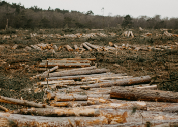 ΕΕ: Από το 2026 δεν θα πωλούνται προϊόντα που προέρχονται από αποψιλωμένες εκτάσεις