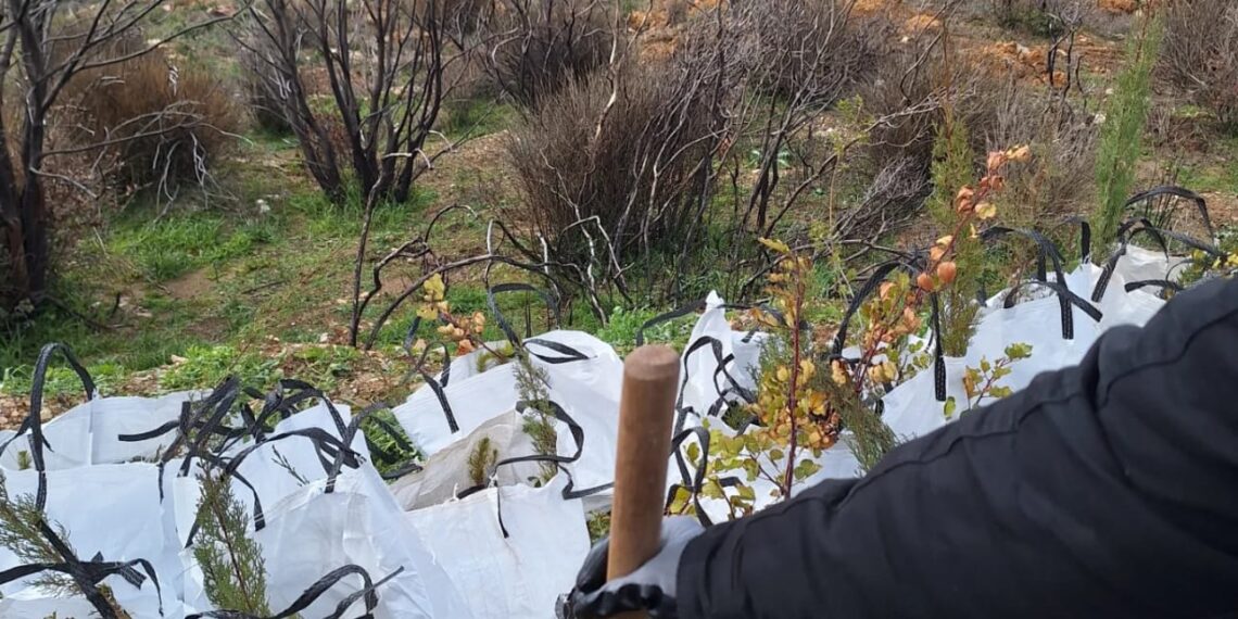 Το Europe Direct Piraeus σε δράση αναδάσωσης στην Πεντέλη